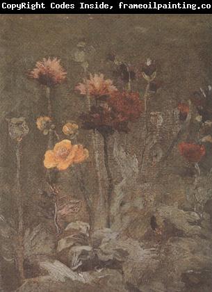 Vincent Van Gogh Still life with Scabiosa and Ranunculus (nn04)